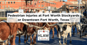 Longhorn cattle being driven along a cobblestone street at the Fort Worth Stockyards, with pedestrians nearby, highlighting the unique hazards for pedestrians in busy tourist areas.