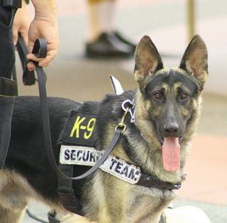 Drug-Sniffing Dog Search