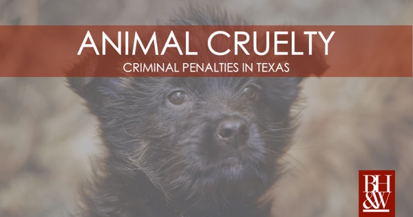 Animal Cruelty Laws in Texas | Cruelty to a Non-Livestock Animal